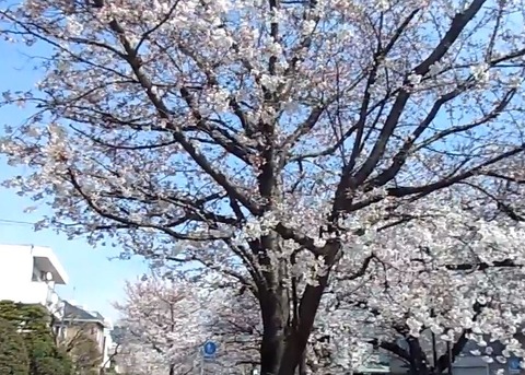 かわいそうな韓国 - 首相は「日本」、小学生は「レゴ ニンジャゴー」を、みんな韓国起源という国のキャプチャー