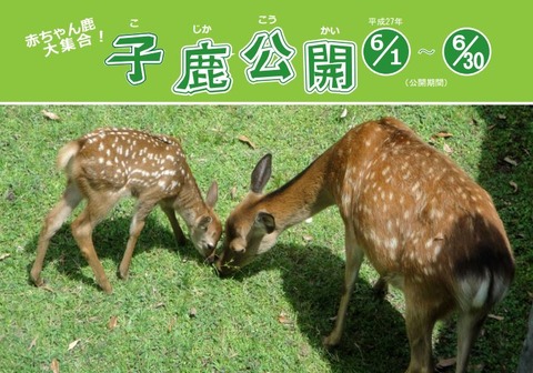 「子鹿公開」のパンフレット - 一般財団法人奈良の鹿愛護会