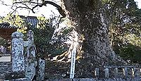 椿八幡神社 - 樹齢1000年の大樟は平安期の現在地遷座記念植樹、宇佐行幸会に関係する古社