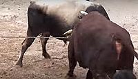重要無形民俗文化財「牛の角突きの習俗」 - 本州で唯一伝承され動物競技