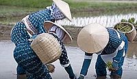 重要無形民俗文化財「佐渡の車田植」 - 古い農耕習俗を示す典型例の1つとして極めて重要