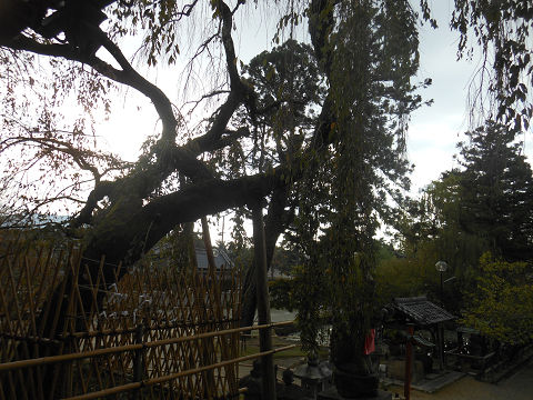 氷室神社（奈良）のしだれ桜 - ぶっちゃけ古事記
