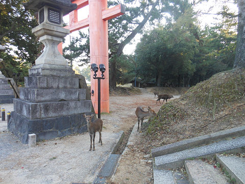 春日大社、一の鳥居にたむろする鹿 - ぶっちゃけ古事記