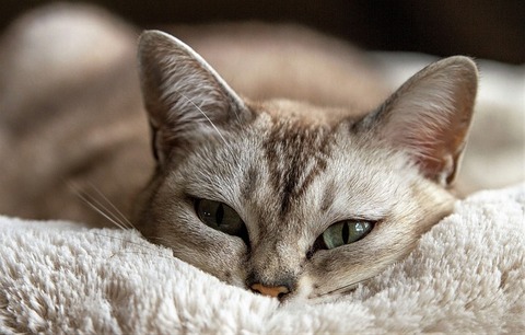cat-1978356_640