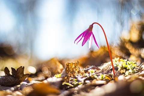 erythronium-dens-canis-7850256_640
