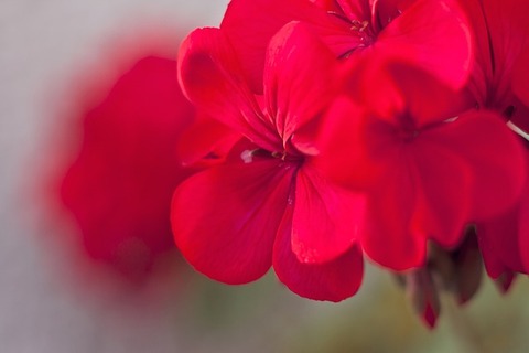 geraniums-792099_640