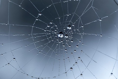 spider-web-9302026_640
