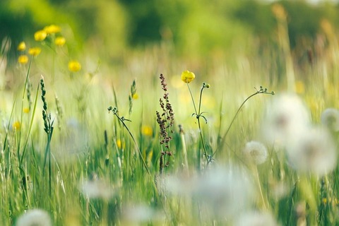 flowers-7178818_640