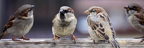 sparrows-2759978_640