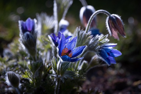 anemone-5281964_640