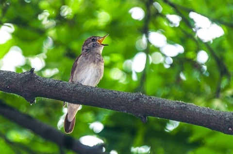 nightingale-7868158_640