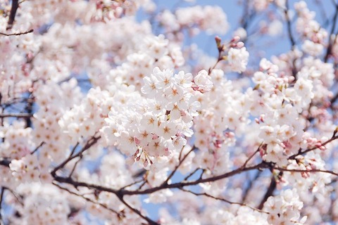 sakura-4141766_640