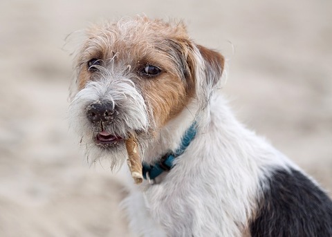 dog-3684792_640