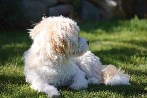 maltese-dog-7196164_640