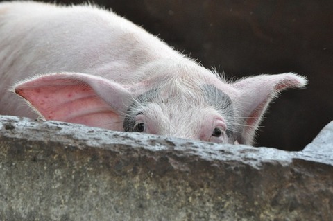 pig-475550_640