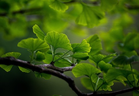 ginkgo-6291286_640