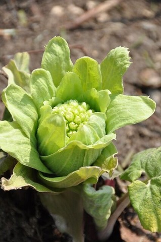 japanese-butterbur-2492103_640