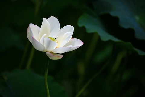 lotus-6605296_640