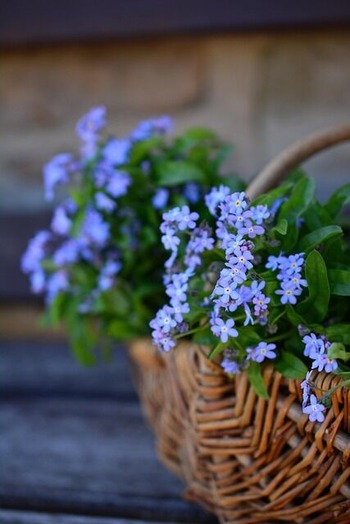 forget-me-not-2179774_640
