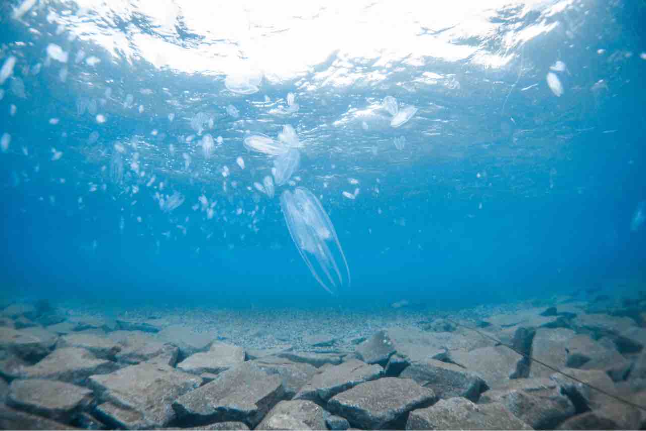 12 2 大瀬崎ファンダイビング 深海魚探しの海 時遊舎ログブック 時遊人の光煌く集落
