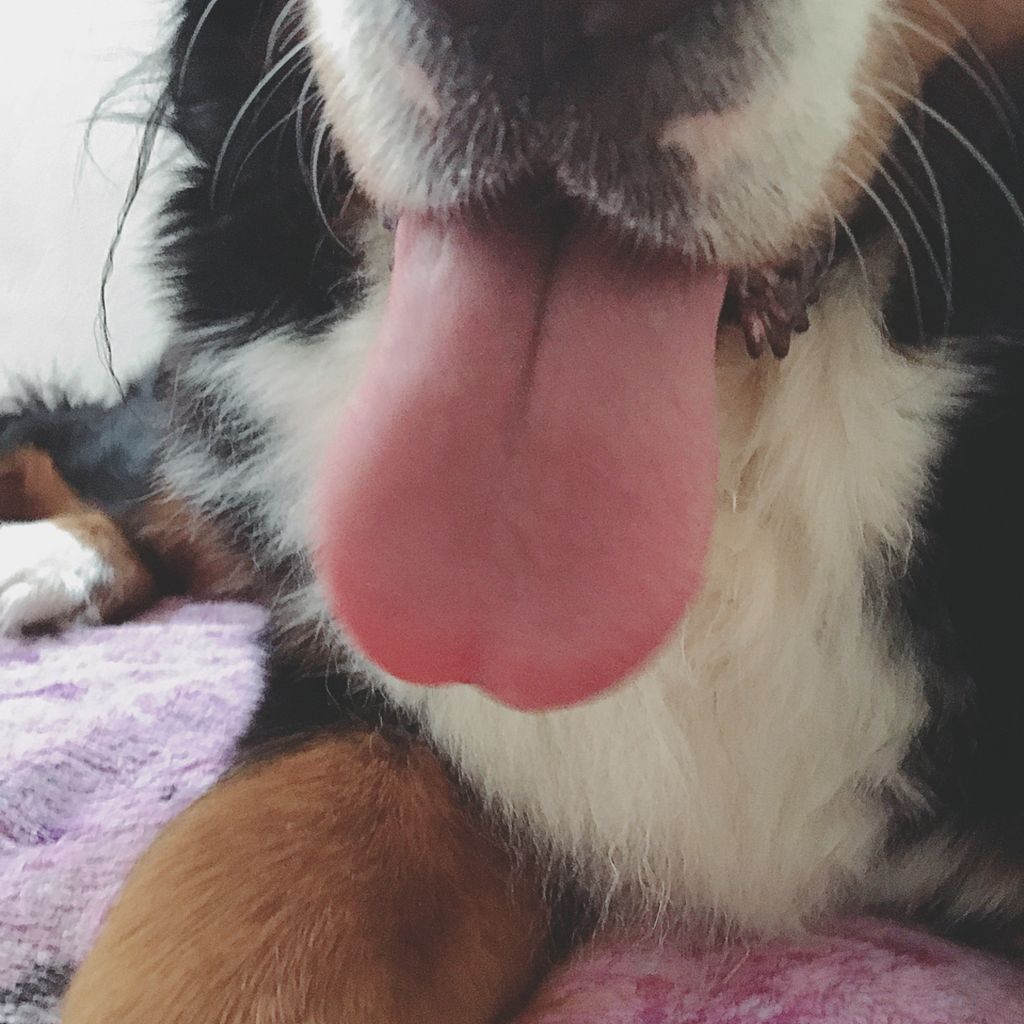 バディ仔の舌診で分かること 犬と猫とわたしの養生めし バディ仔の舌診で分かること 犬と猫とわたしの養生めし