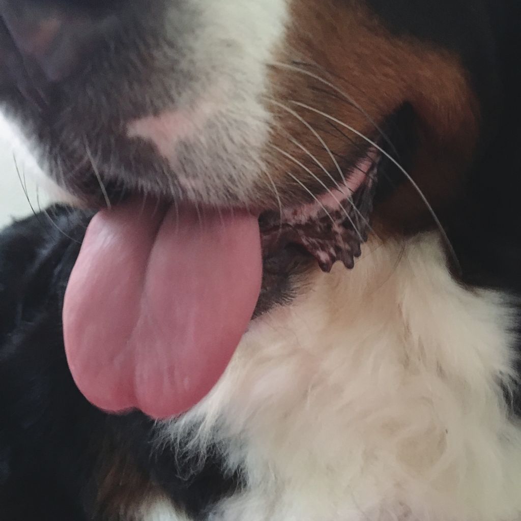 バディ仔の舌診で分かること 犬と猫とわたしの養生めし バディ仔の舌診で分かること 犬と猫とわたしの養生めし