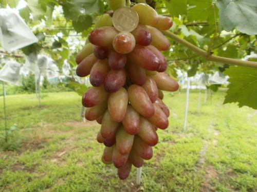 P7290006 (2)
