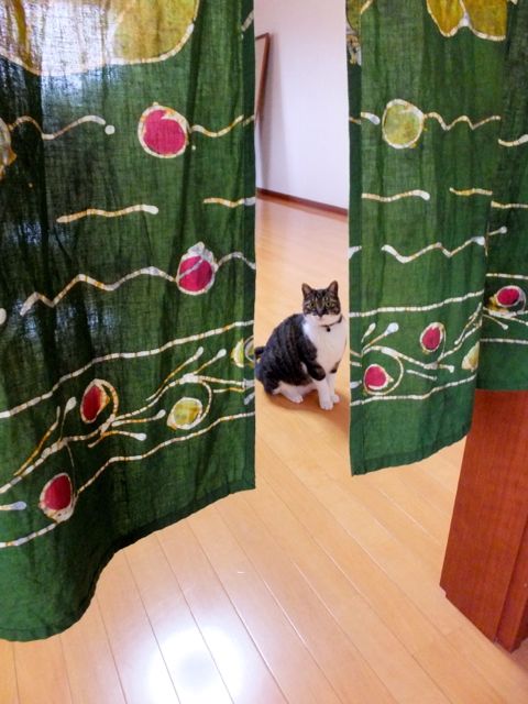 575 ヘタレ君の水曜日 だいじろう日和