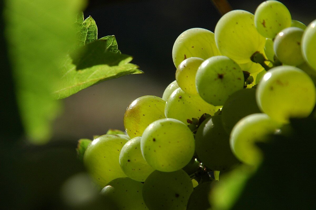 Sauvignon-Blanc-grapes