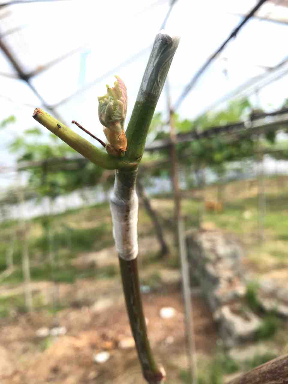 緑枝接ぎ 夏井川渓谷 葡萄の里