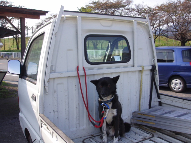 いまどき荷台かい 犬とぶどう園 いまどき荷台かい 犬とぶどう園