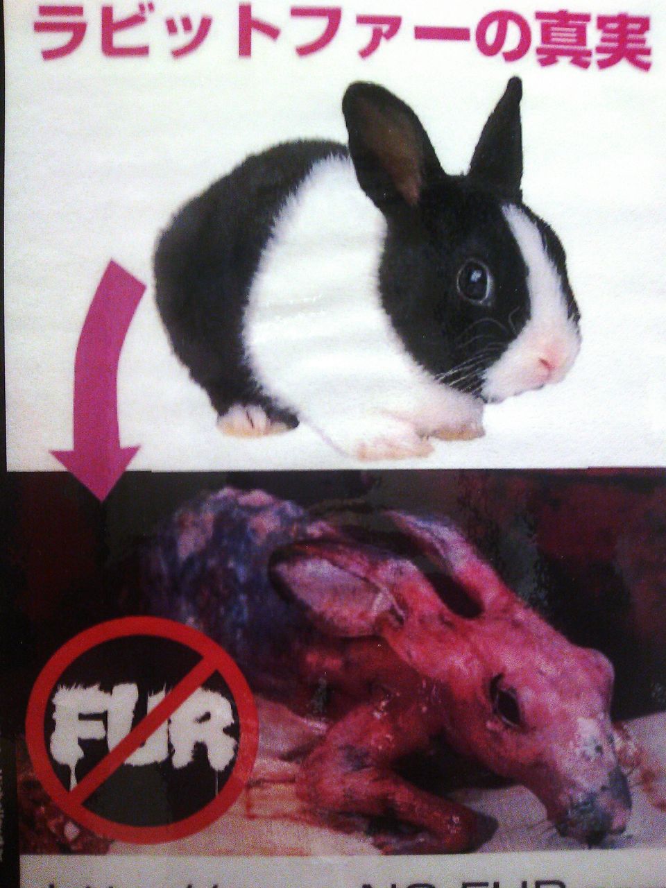 杉本彩さんも毛皮を反対しています 高橋冬樹ブログ 杉本彩さんも毛皮を反対しています 高橋冬樹ブログ