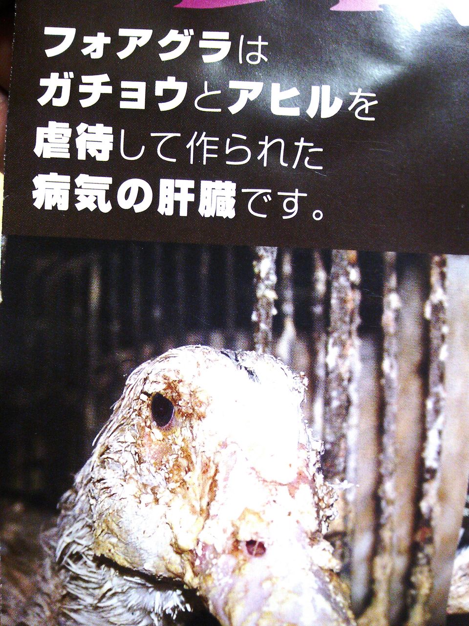 フォアグラ 禁止 日本