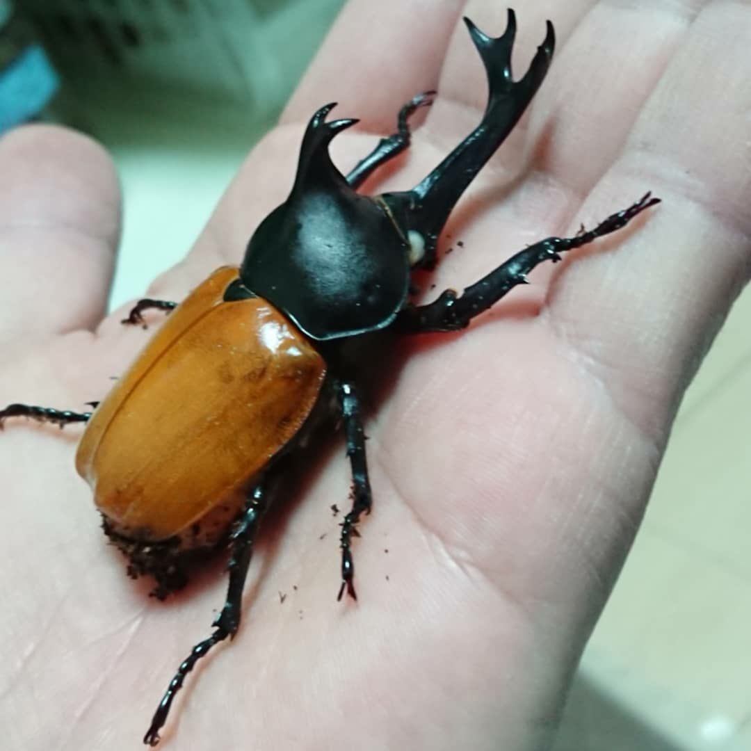 国産カブトムシ O クワガタ 水棲昆虫の飼育 Bug S House