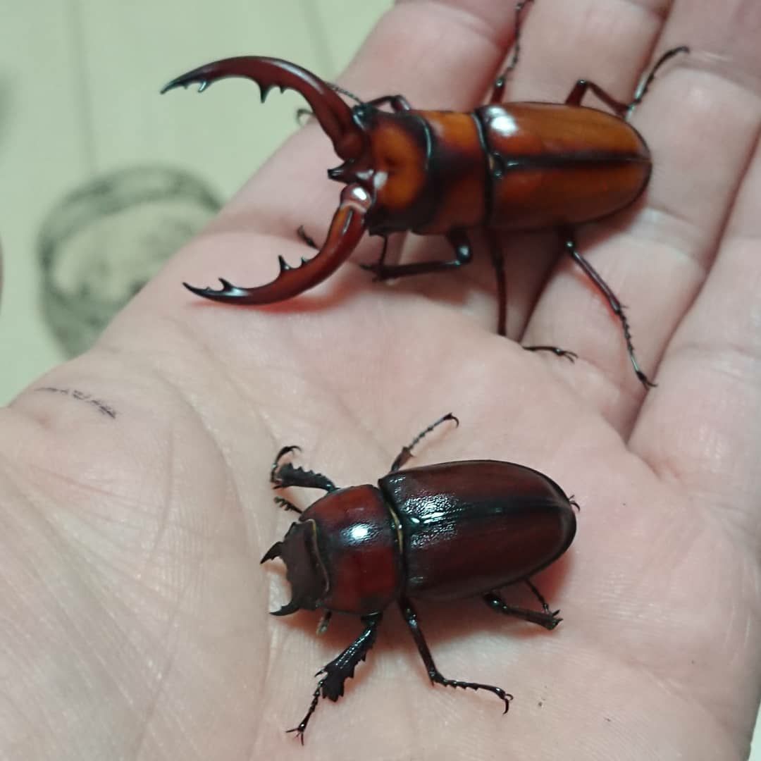 トカラノコギリ クワガタ 水棲昆虫の飼育 Bug S House