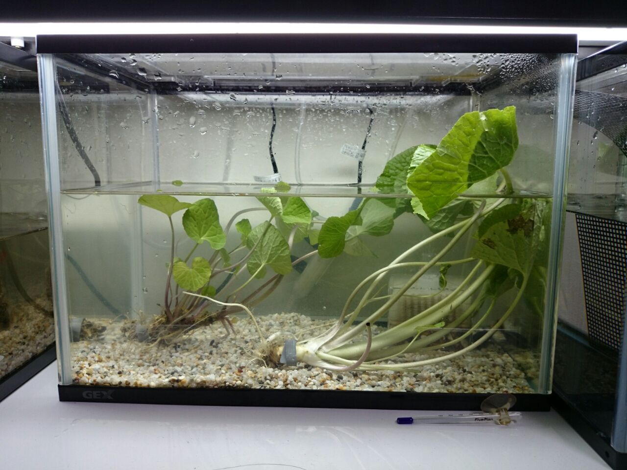 ゲンゴロウ産卵セット クワガタ 水棲昆虫の飼育 Bug S House