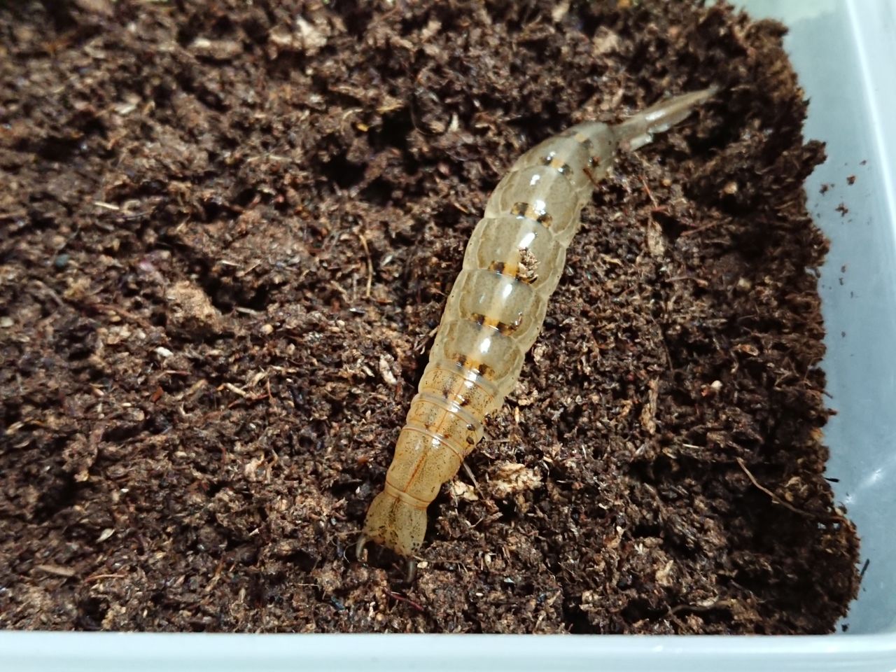 ゲンゴロウ上陸 クワガタ 水棲昆虫の飼育 Bug S House
