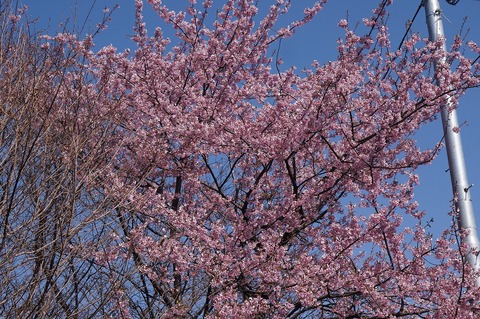 DSC03908シュゼンジカンザクラ修善寺寒桜