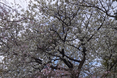 DSC00758