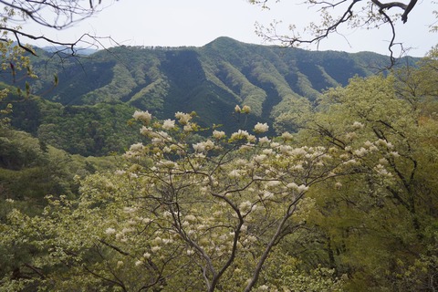 DSC00979