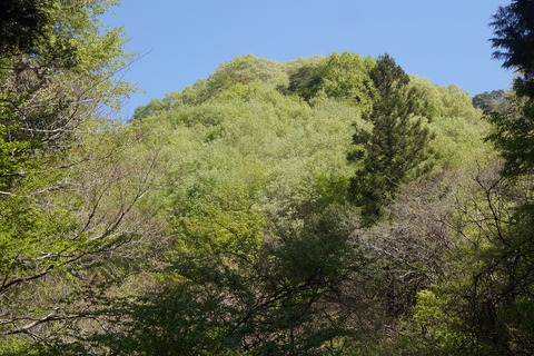 DSC07237