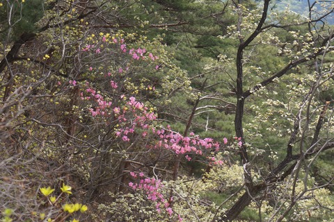 DSC01006