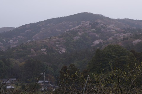 DSC00590