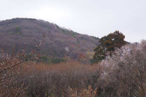 DSC00338