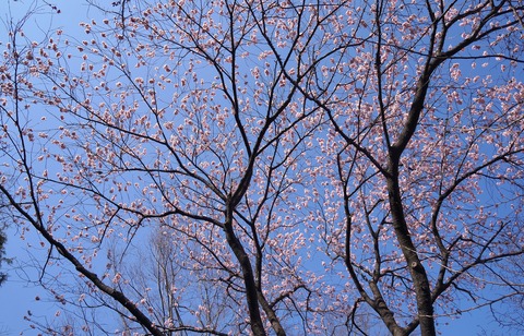 DSC06426