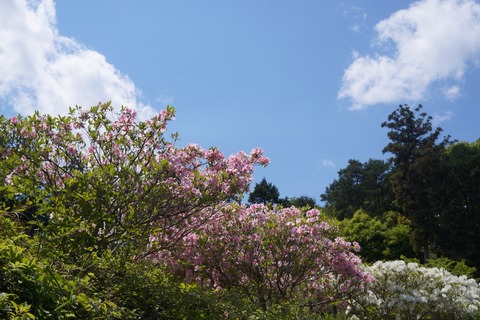 DSC07411