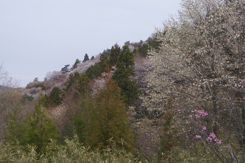 DSC00637