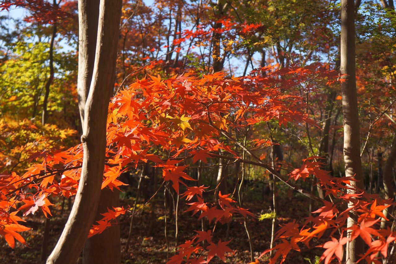 安行の紅葉 小林モミジ園さんを中心に バテバテ山日記
