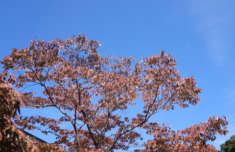DSC01650