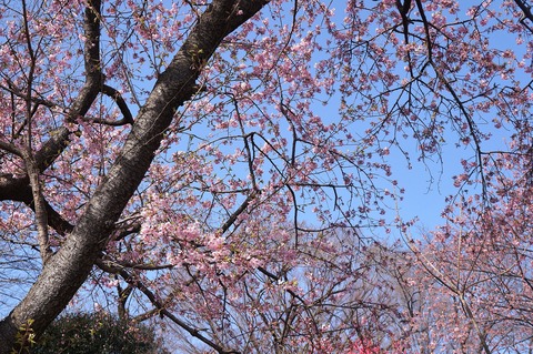 DSC03882カワヅサクラ河津桜